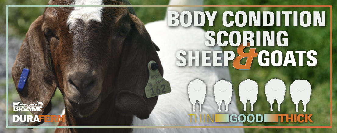 A goat with body condition scoring to the right with the scores of BCS 1: The spine and transverse processes are sharp and prominent. There is very little muscle or fat cover.   BCS 2: The spine remains prominent, but there is more muscle and some fat cover. The transverse processes are smoother and slightly rounded.   BCS 3: The spine is smooth and rounded and requires some pressure to feel individual bones. The loin is full and has moderate fat cover.   BCS 4: The spine is difficult to feel without pressure. The transverse processes are generally difficult to locate because of increased muscle and fat cover.   BCS 5: The spine and transverse processes are nearly impossible to feel because they are covered by substantial fat.