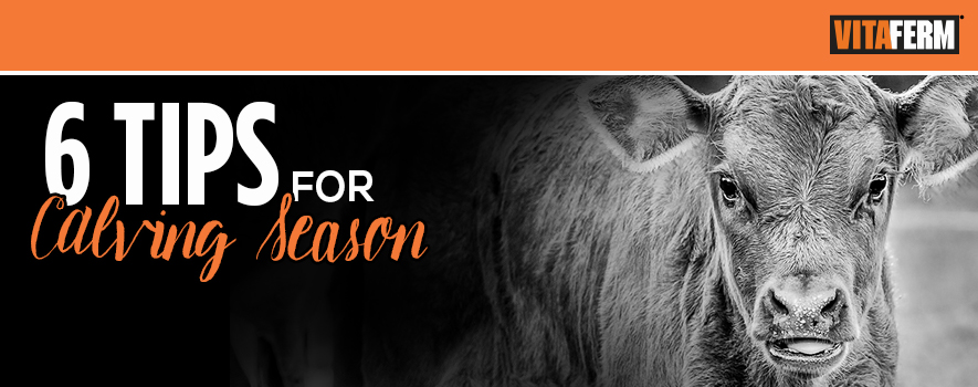 6 Tips to Make Calving Season Easier