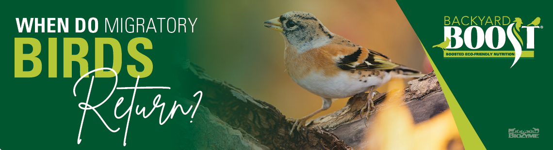 when do migratory birds return?