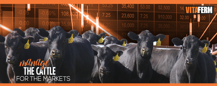 managecattle-featured-nov2016