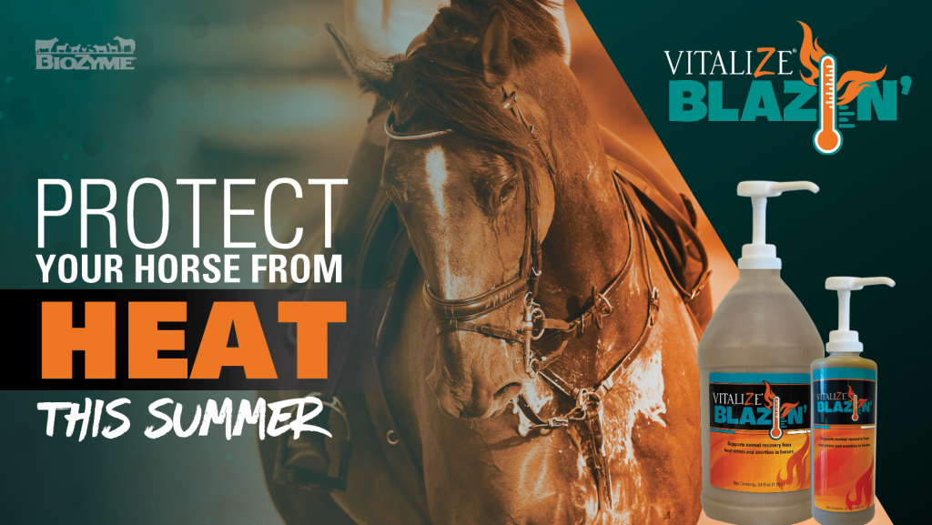 How To Prevent Heat Stress in Horses During Summer