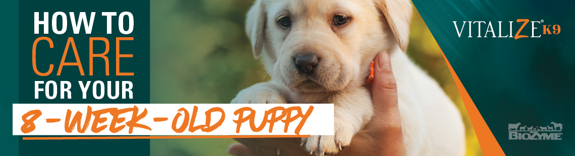 8-week-old puppy