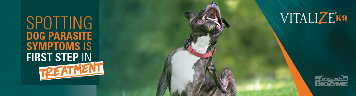 dog parasite symptoms