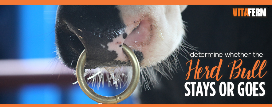 VitaFerm: Herd Bull Management