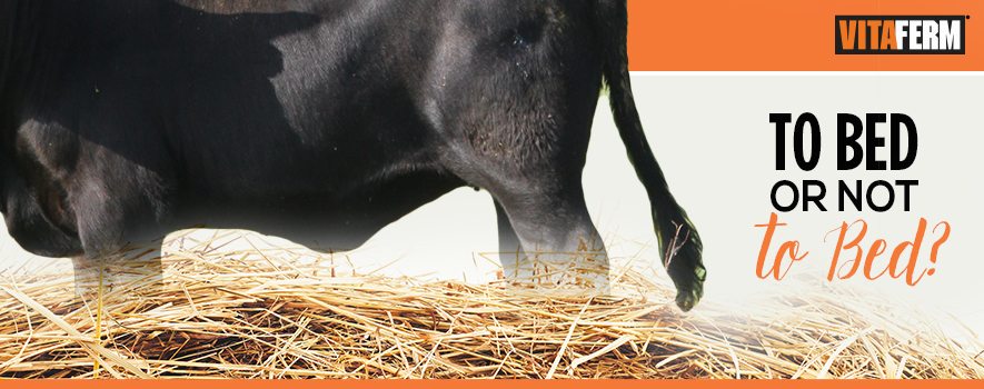 Should you bed cattle in straw or not?
