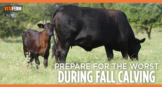 VitaFerm Tips for Fall Calving