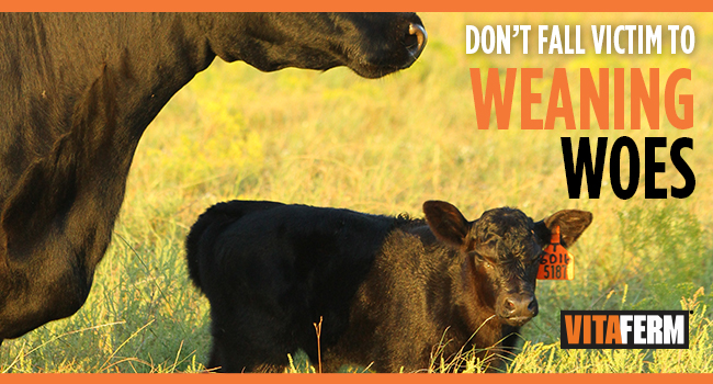 Don't Fall Victim to Weaning Woes