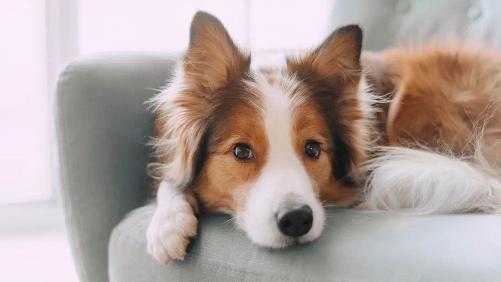 Biozyme canines 0023 Canine dogsittingoncouch AS279686158
