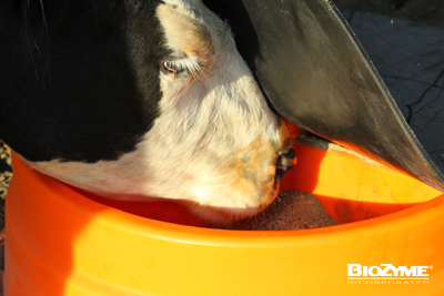 Anaplasmosis Prevention in Cattle