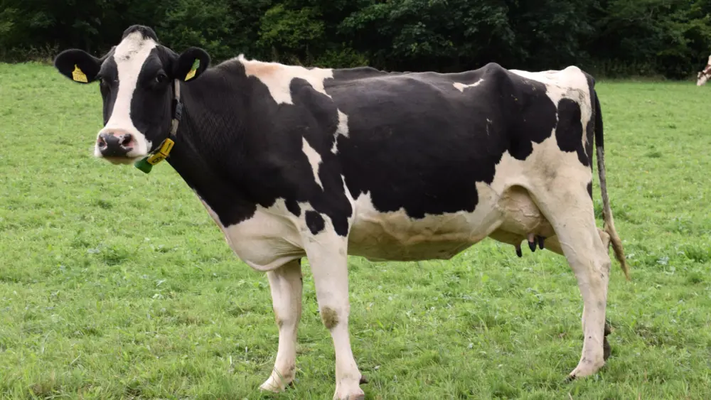 Biozyme dairy 01