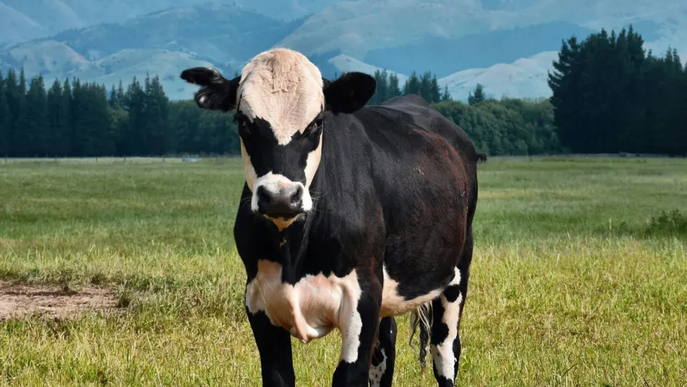 Biozyme dairy 05