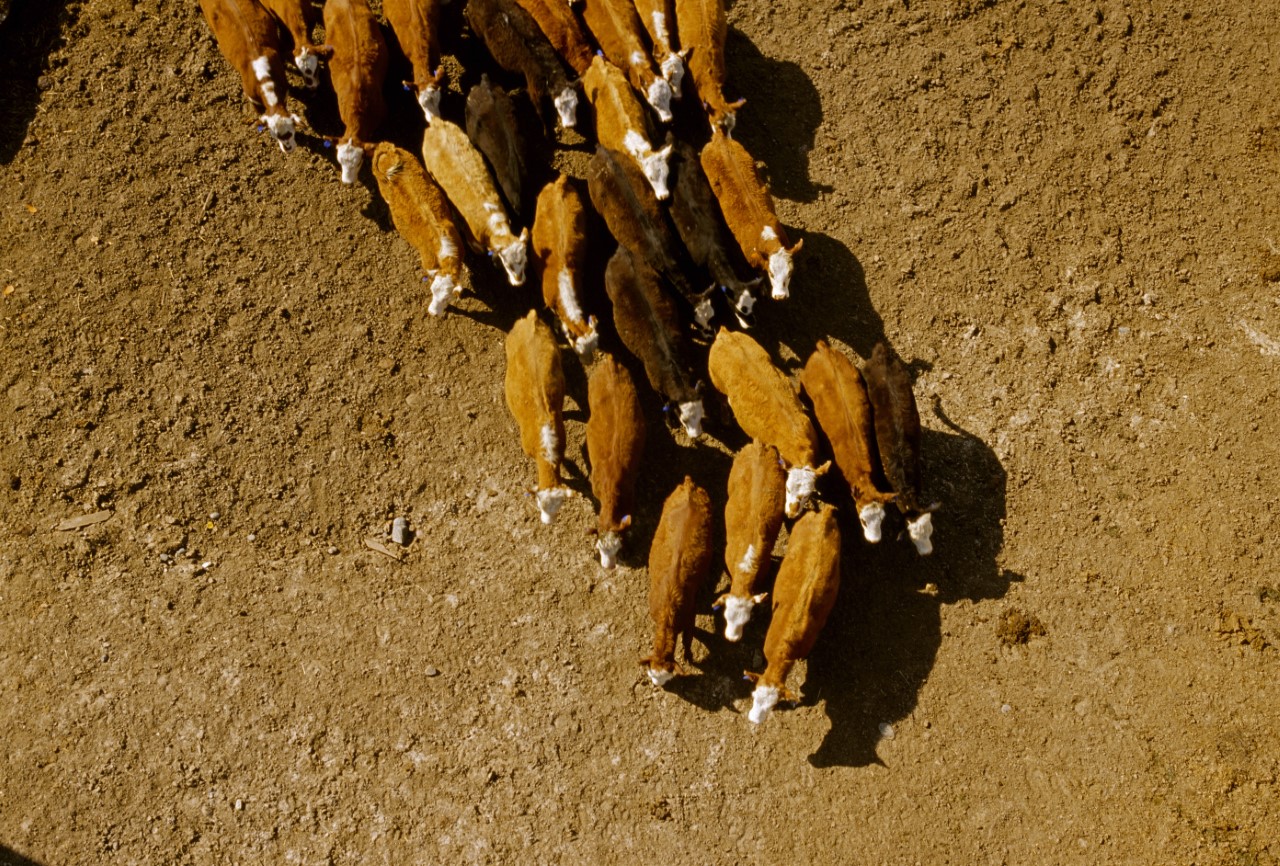 feedlot-cattle