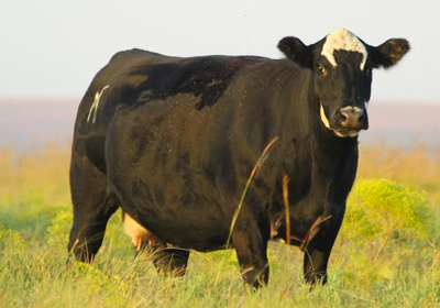 Pregnant black-baldy