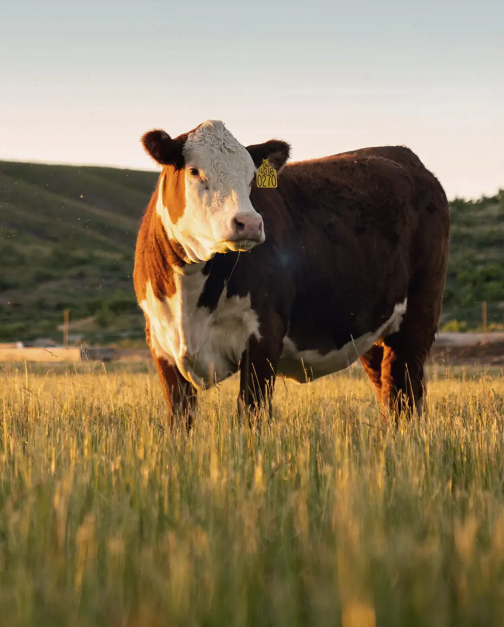 Biozyme cattle