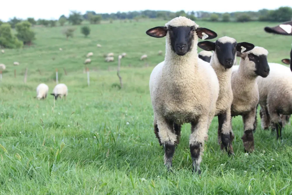 CB16 Ewe Lambs 005 compressed 1
