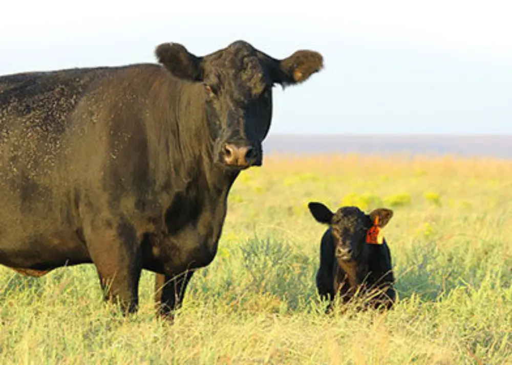 Mccurry angus