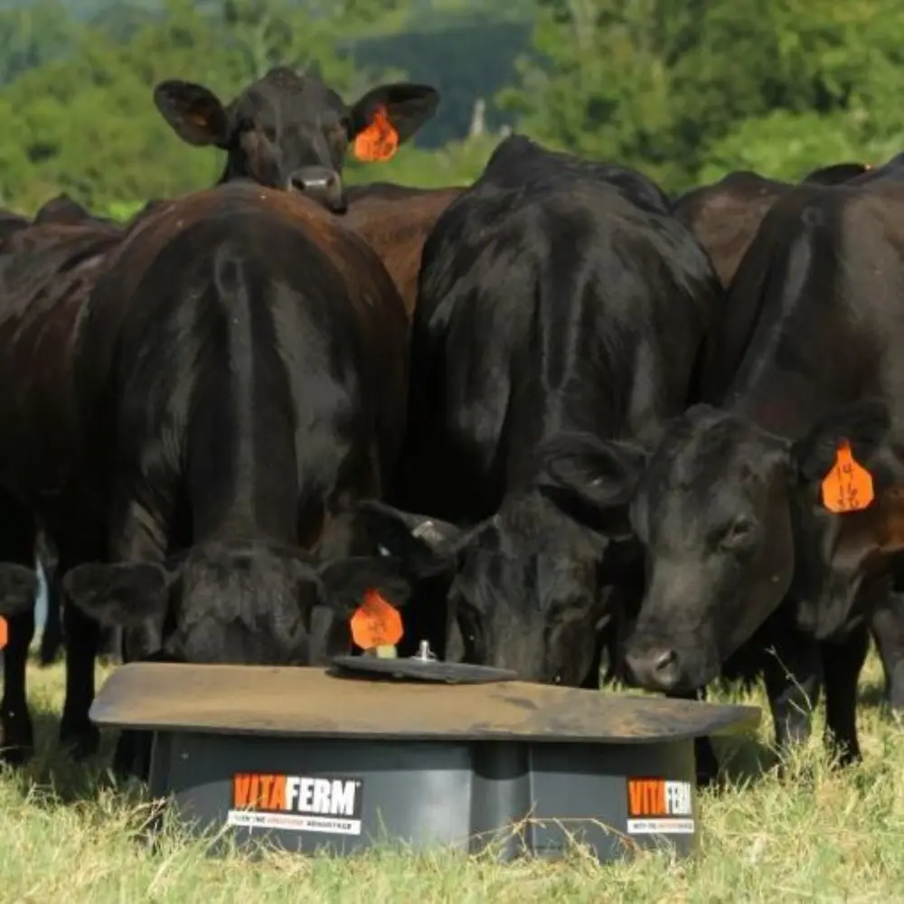 Web cropped cows eating vitaferm
