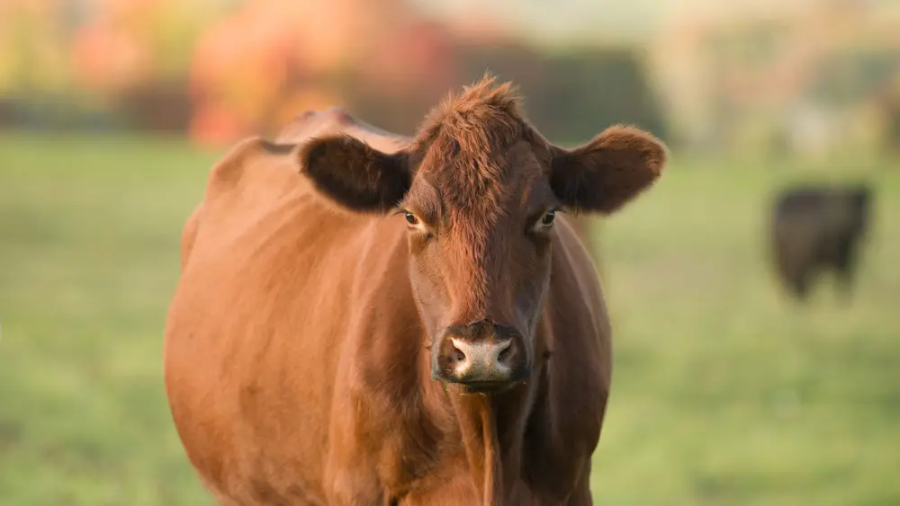 Biozyme stocker cattle 0004 Stocker Cattle cattleinfieldinfocus AS388168722