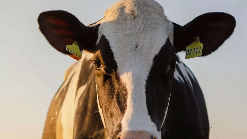 Biozyme dairy cattle 0005 Dairy Cattle dairycowoffcenter AS1522381176