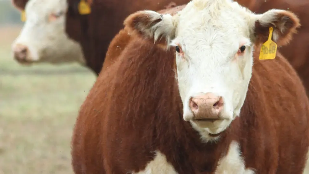 Biozyme beef cattle 0023 Layer 16