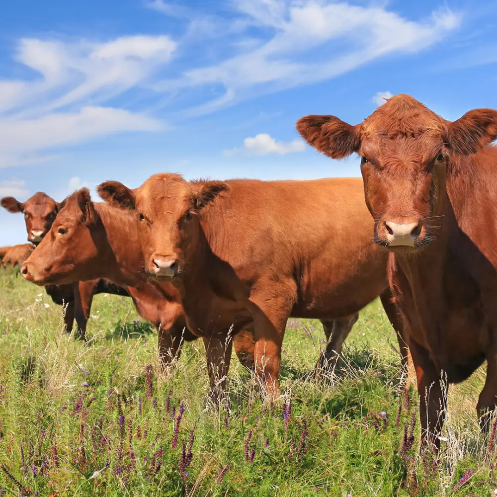 Biozyme stocker cattle 0003 Stocker Cattle cattleinpasture AS116091137