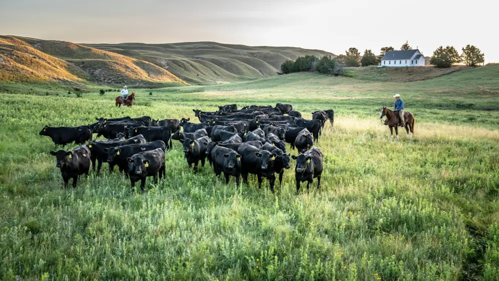 Biozyme stocker cattle 0007 Image 11