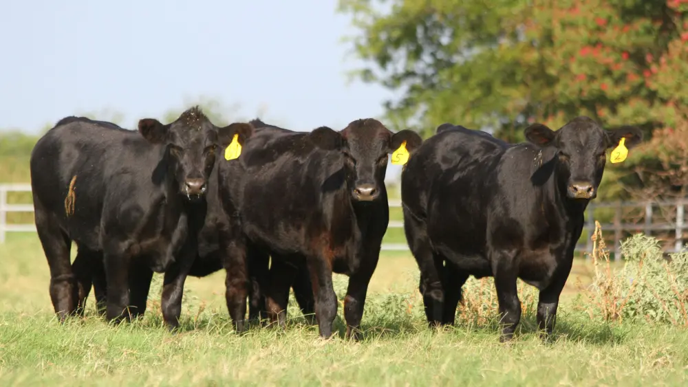 Biozyme stocker cattle 0018 CB16 Stocker 034