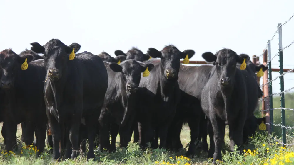 Biozyme stocker cattle 0017 CB16 Stocker 042