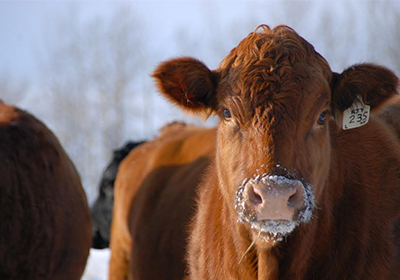 biozyme-cow