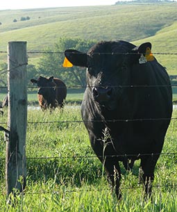 Bull in pasture