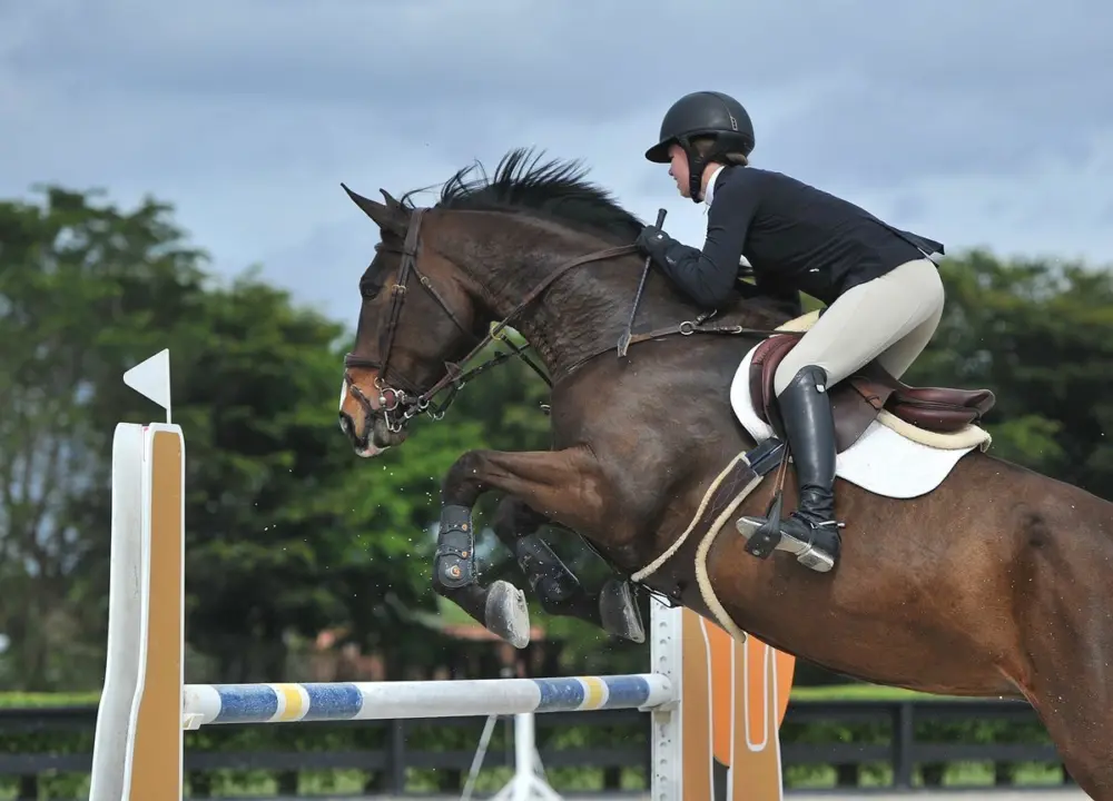Equine horsejumping 1