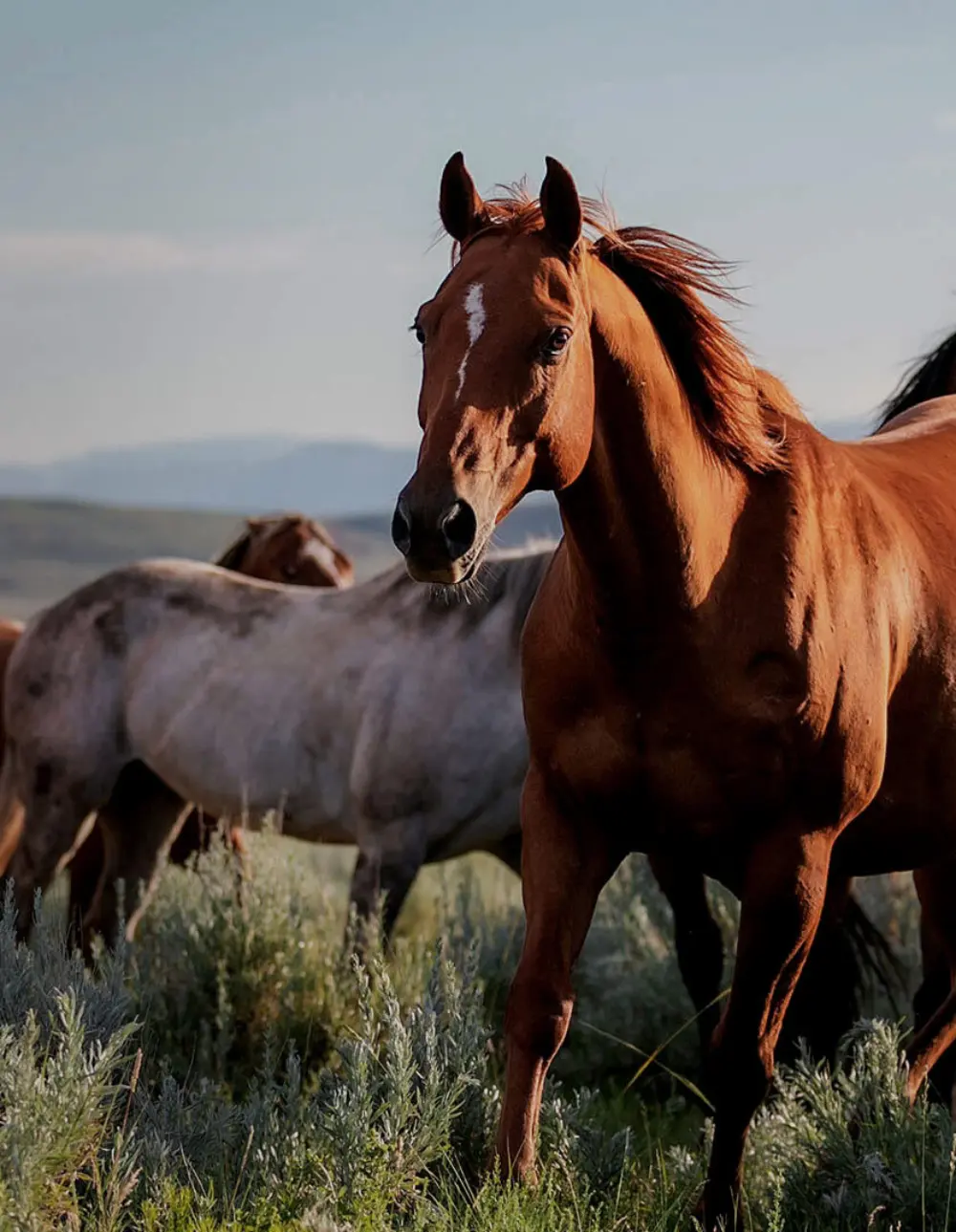 Biozyme horse home