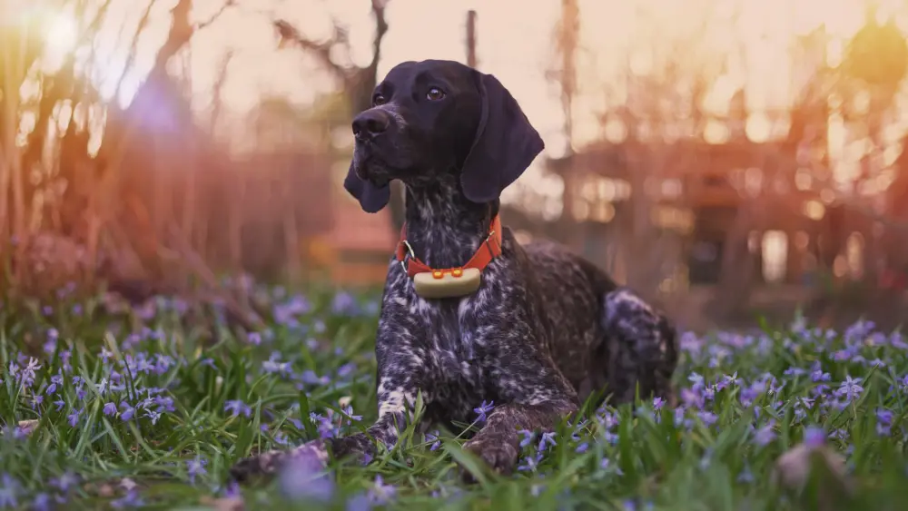 Biozyme vitalize k9 hero