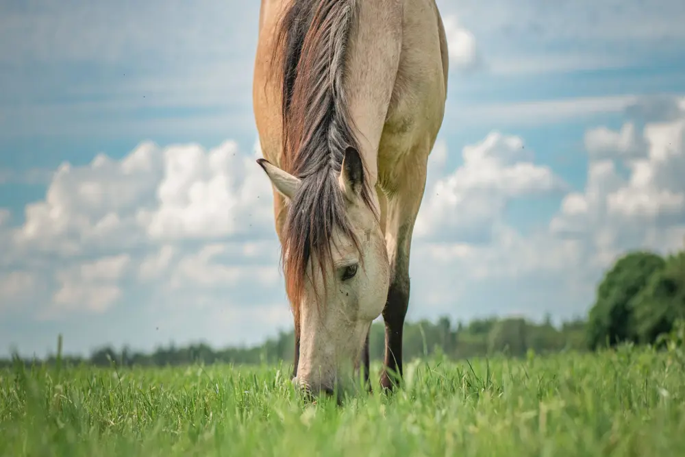 Biozyme horses 0021 Equine horsegrazing AS492310051 small