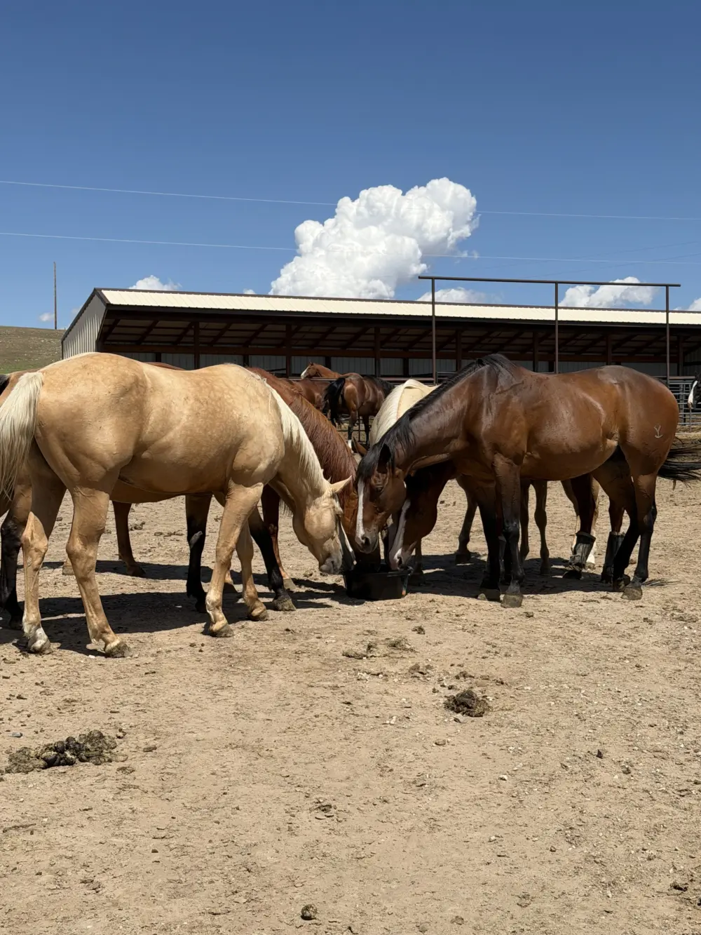Scott Ranches IMG 2247
