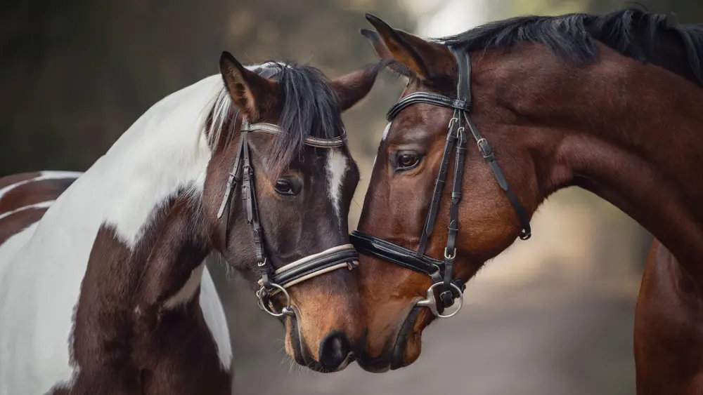 Biozyme horses 0010 Equine horsesnuzzling AS315754816