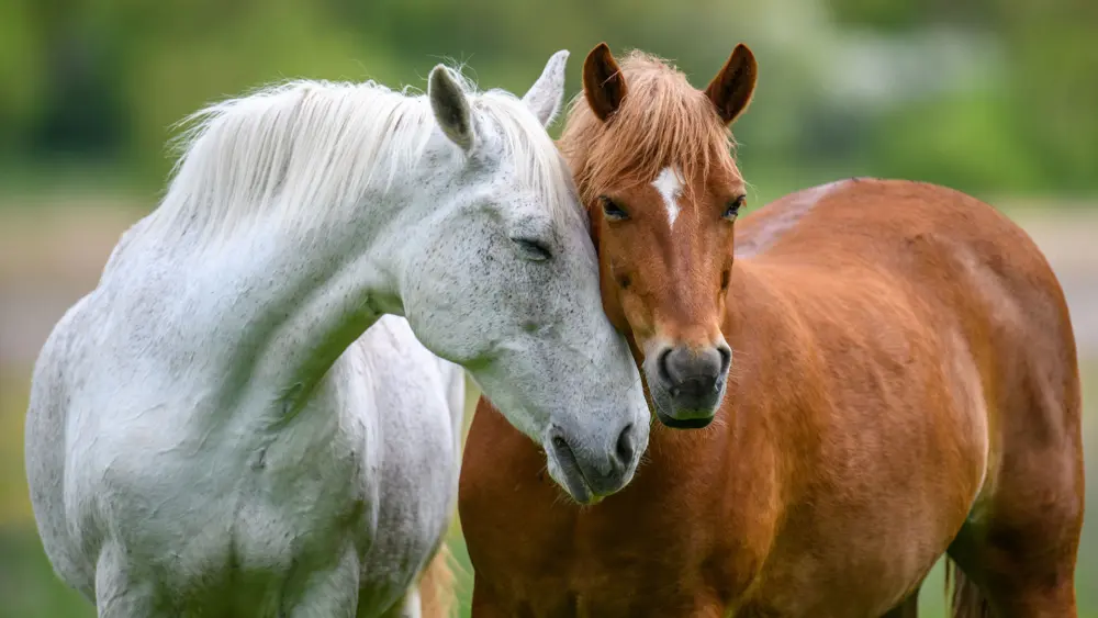 Biozyme horses 0009 Equine horsesnuzzlingold AS440518343