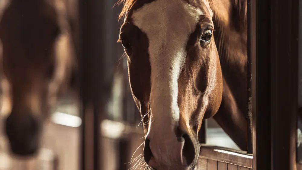 Biozyme horses 0011 Equine horseslookoutfromstall AS568896778