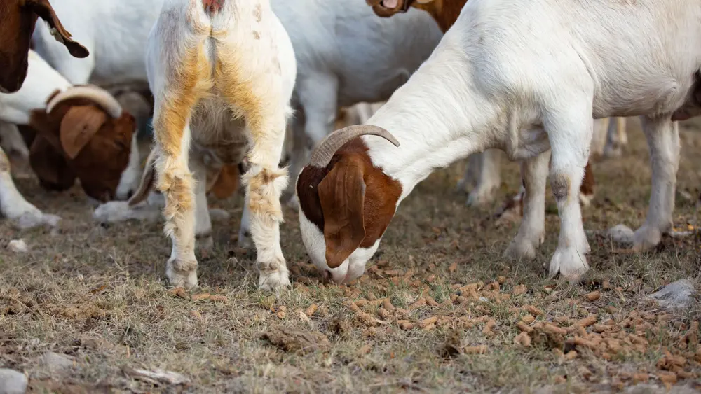 Biozyme duraferm Goat 15