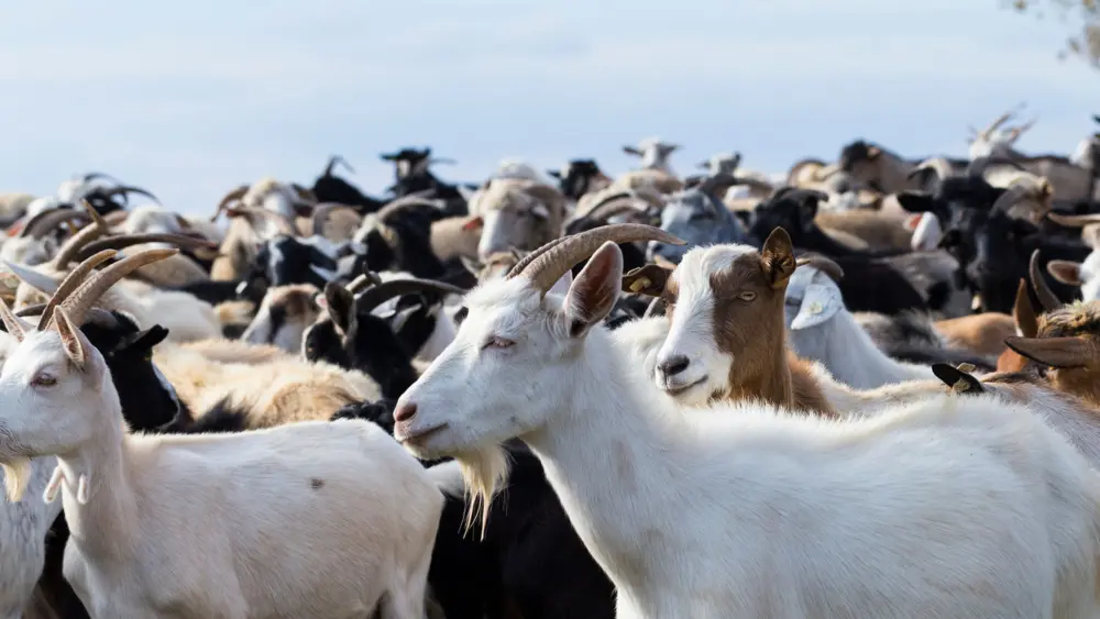 Biozyme goats 0015 Goats largegoatherd AS294090838
