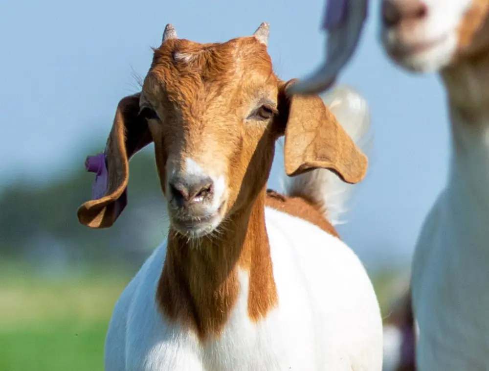 Biozyme goats 0009 KH Goats 52