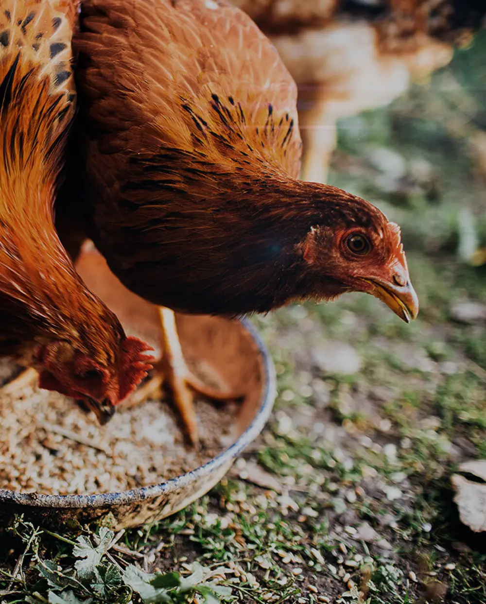 Biozyme poultry 01