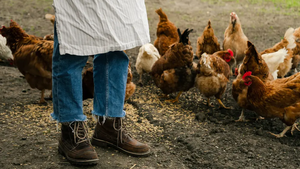 Biozyme poultry 0021 Poultry chickensaroundfeet AS599074996