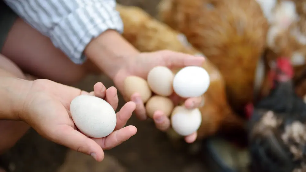 Biozyme poultry 0006 Poultry holdingeggsinhands AS508140311