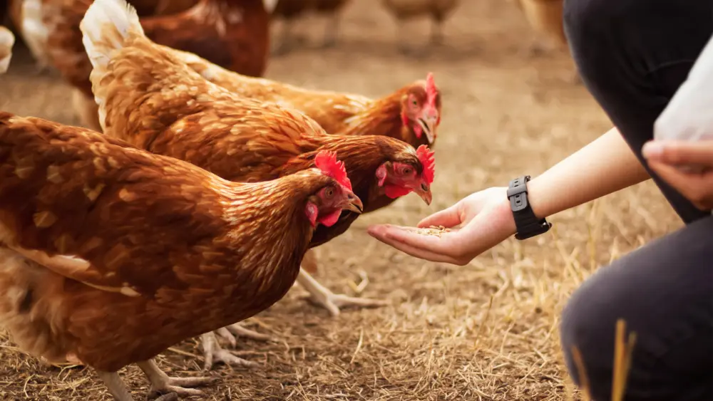 Biozyme poultry 0015 Poultry feedinghendshand AS424299732