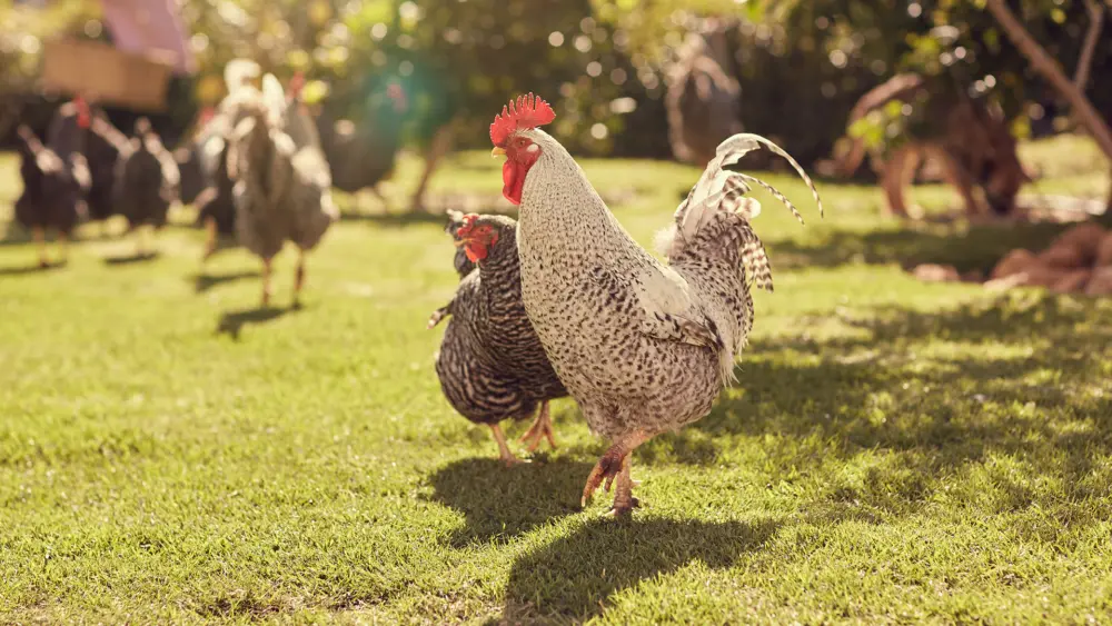 Biozyme poultry 0001 Poultry roosterwithhensinyard AS104840709