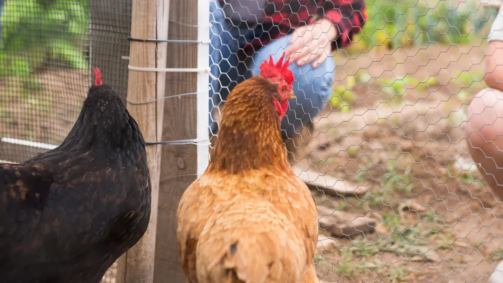 Biozyme poultry 0023 Poultry backyardbirdenclosure AS438285686