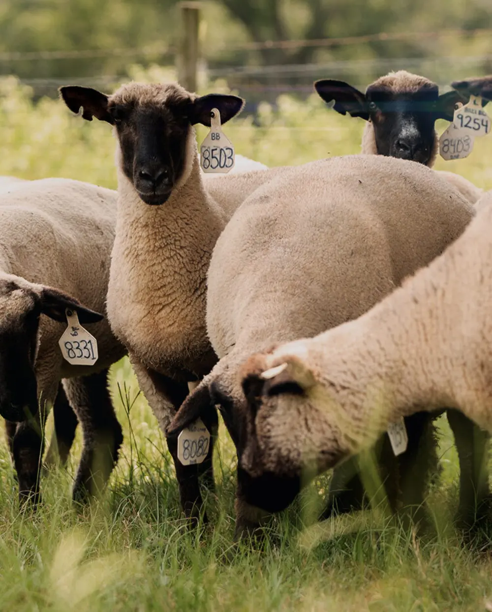 Biozyme sheep