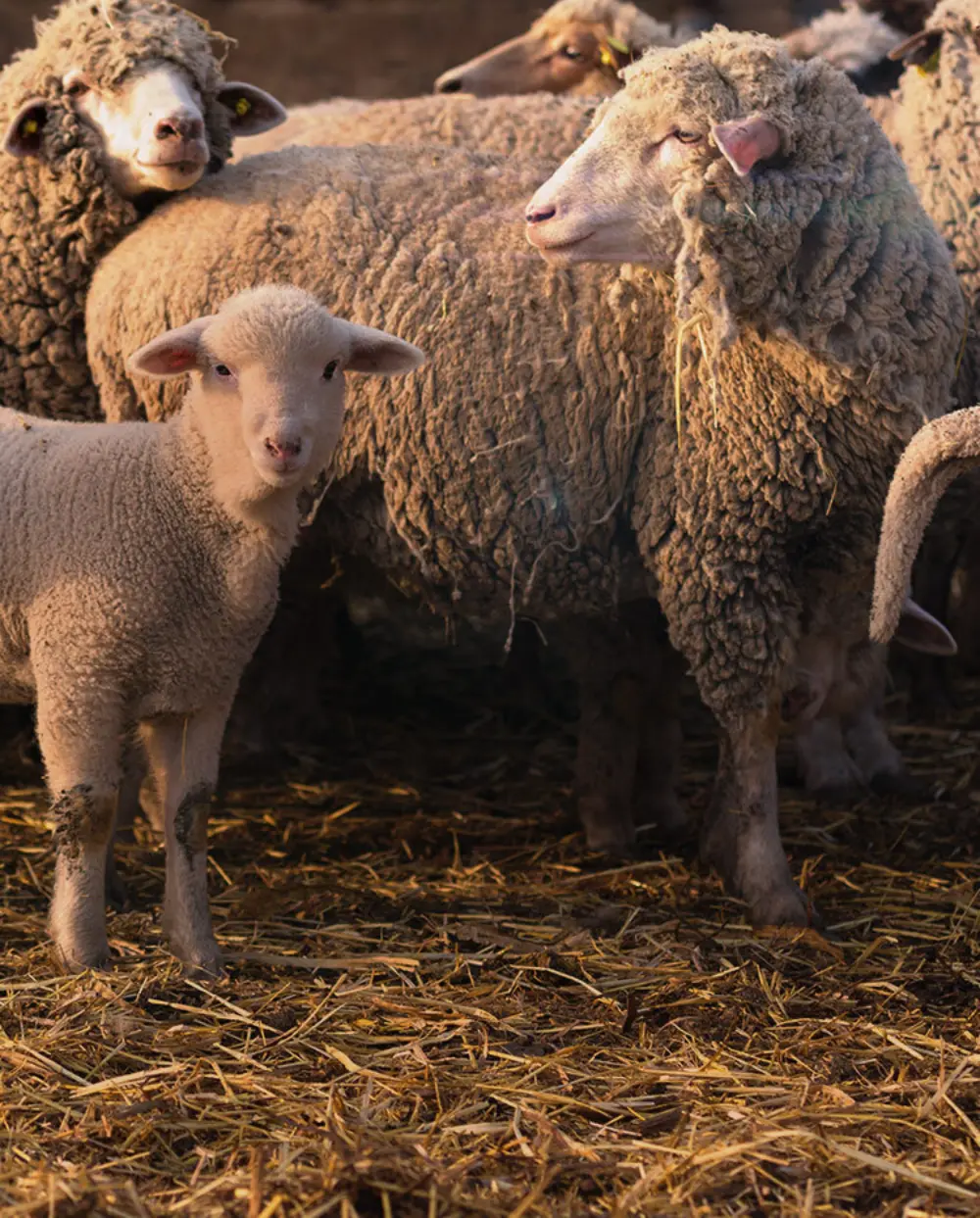Biozyme sheep 005