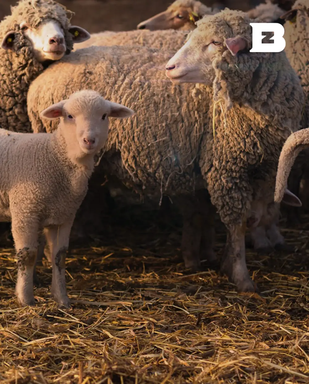 Biozyme sheep 006